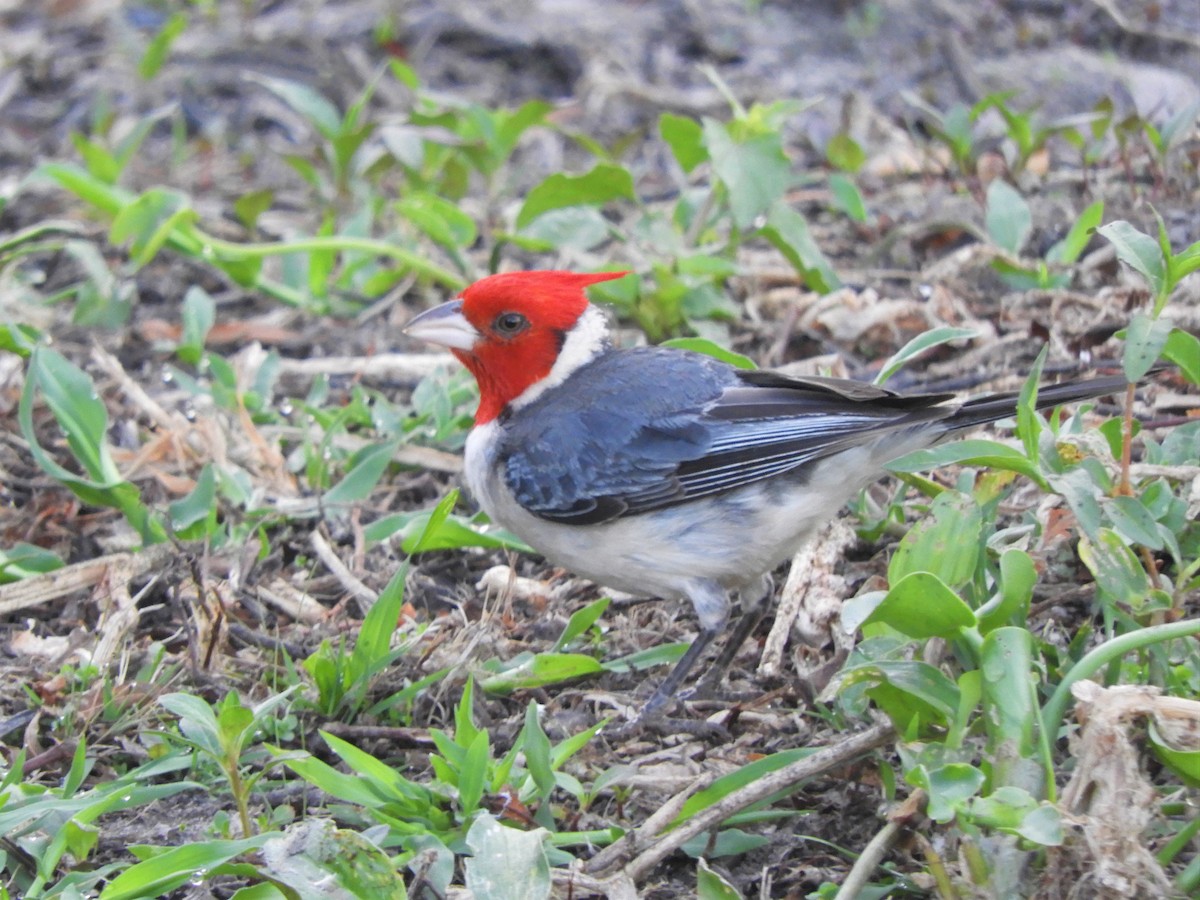 Red-crested Cardinal - ML621022606