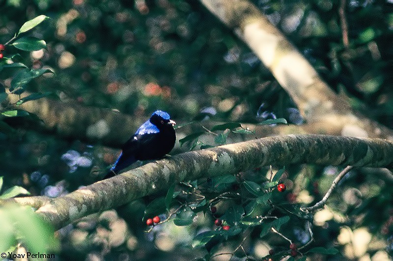 Asian Fairy-bluebird - ML621022609