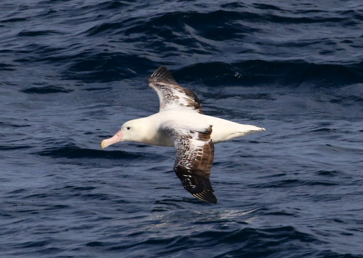 Snowy Albatross - ML621022613