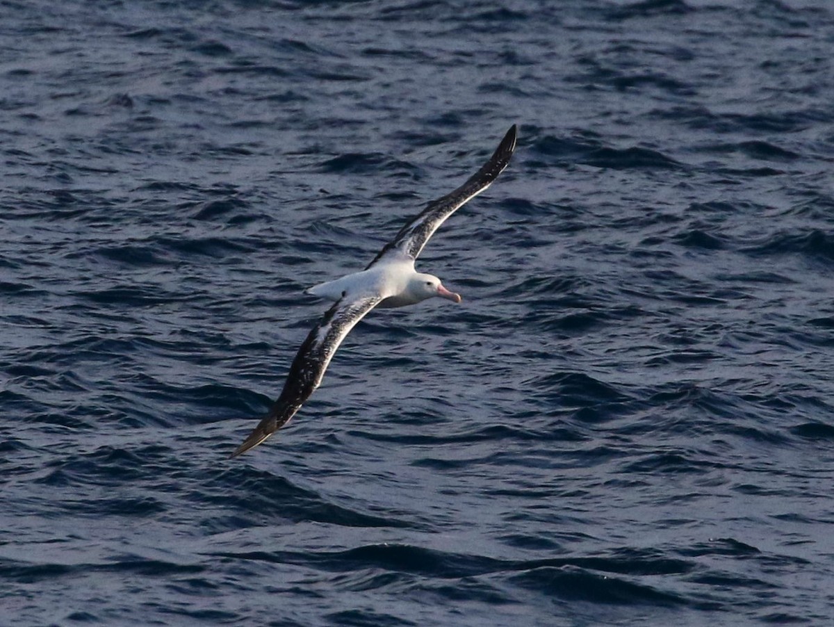 Antipodean Albatross (gibsoni) - ML621022616