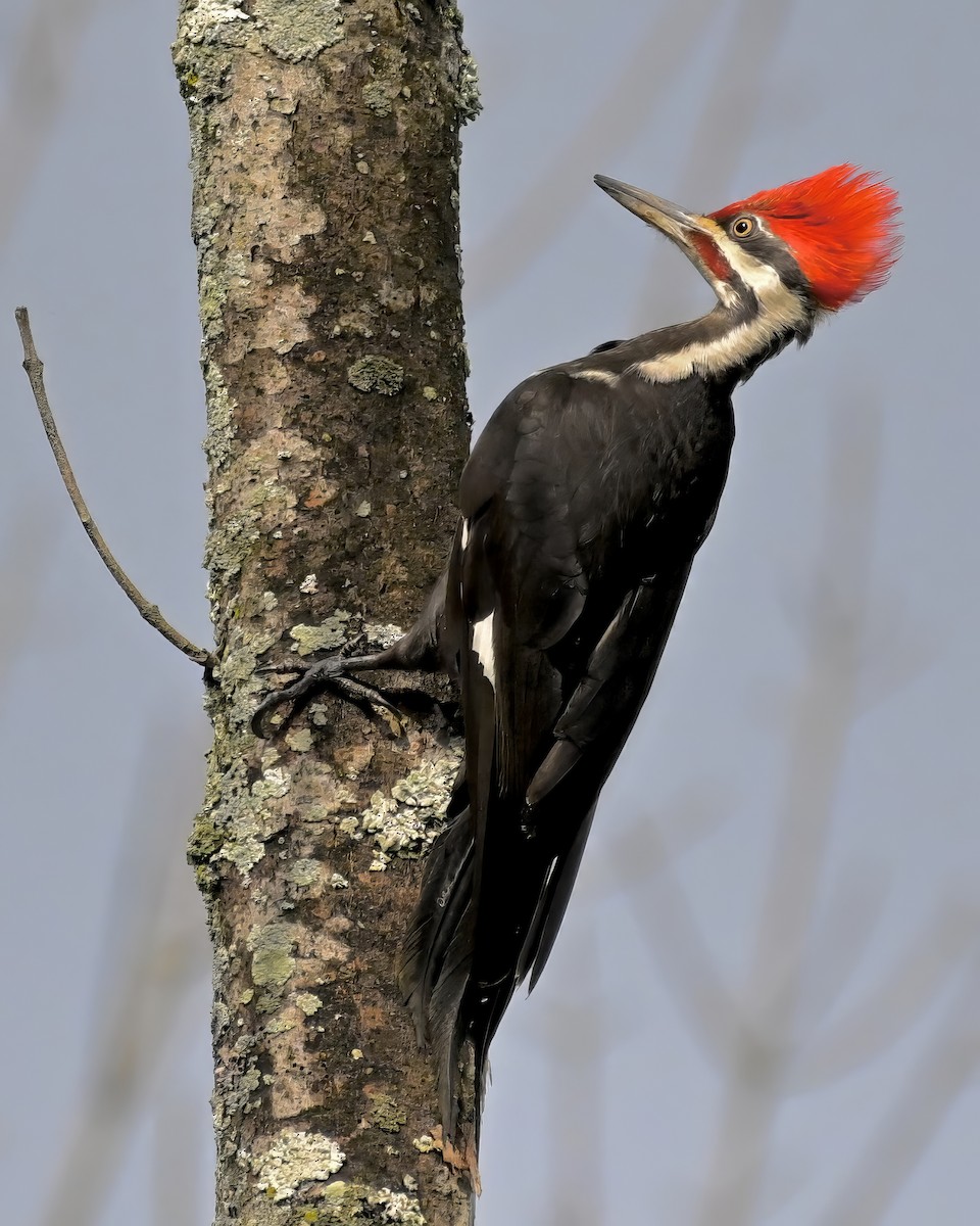 Pileated Woodpecker - ML621022630
