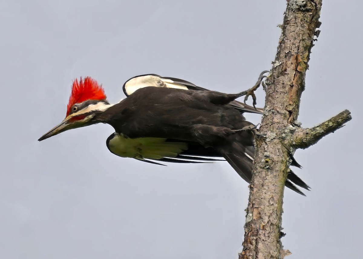 Pileated Woodpecker - ML621022632