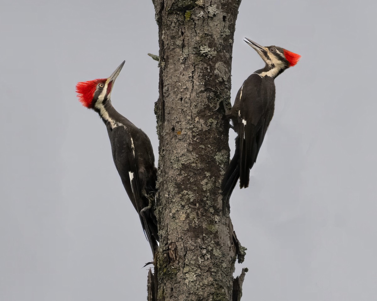 Pileated Woodpecker - ML621022633