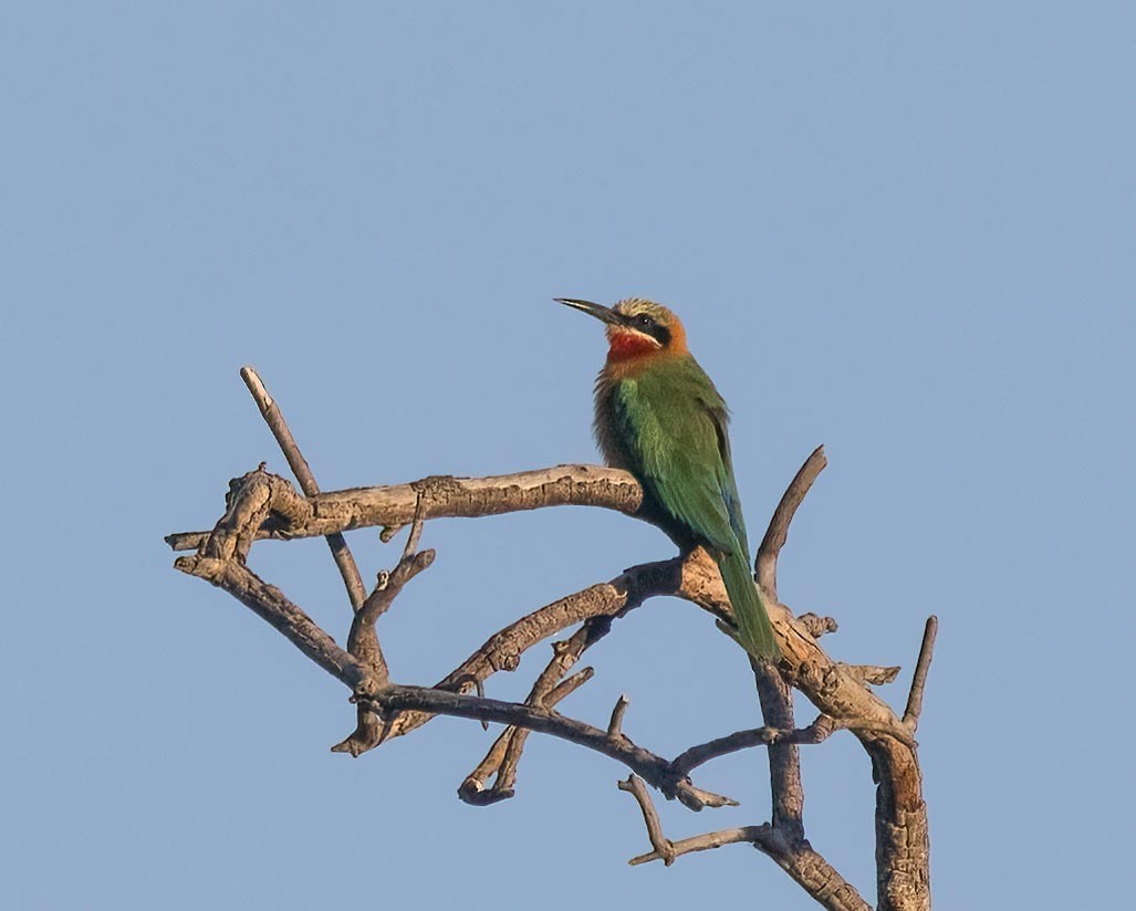 White-fronted Bee-eater - ML621022641