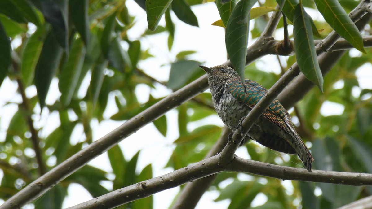 African Emerald Cuckoo - ML621022677