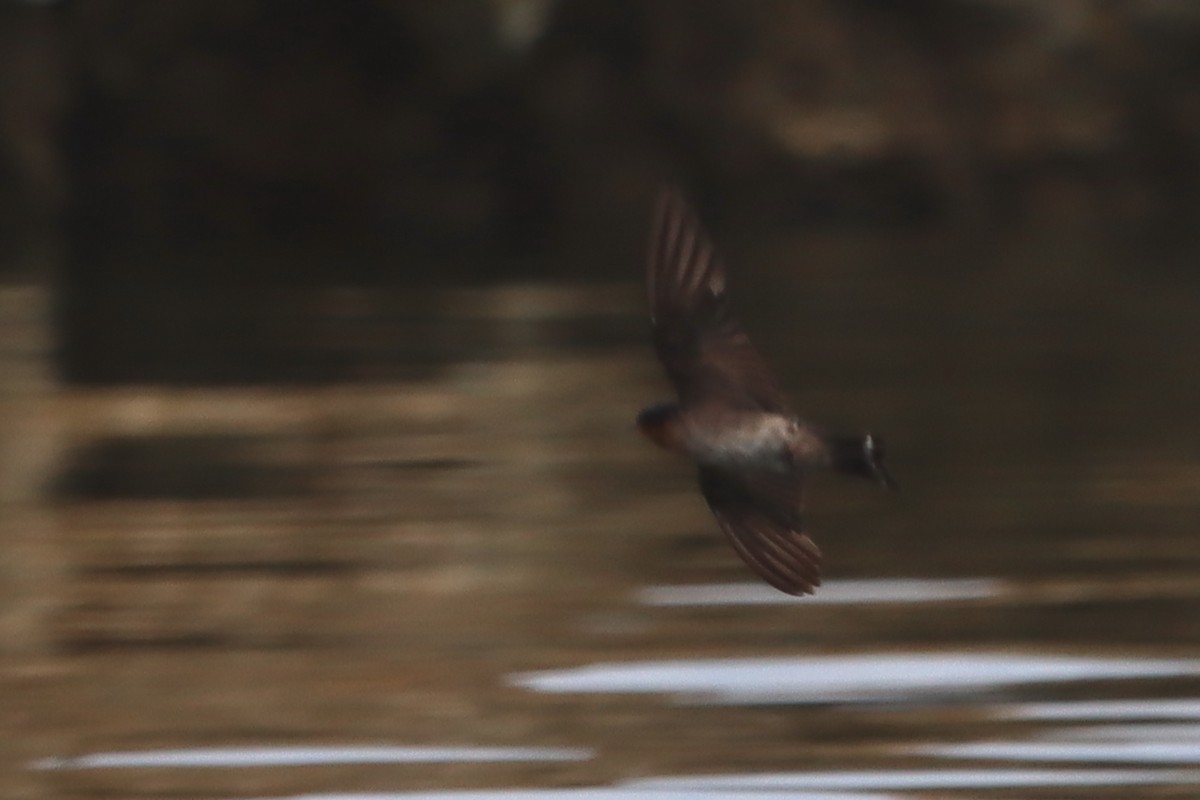 Pacific Swallow - ML621022710