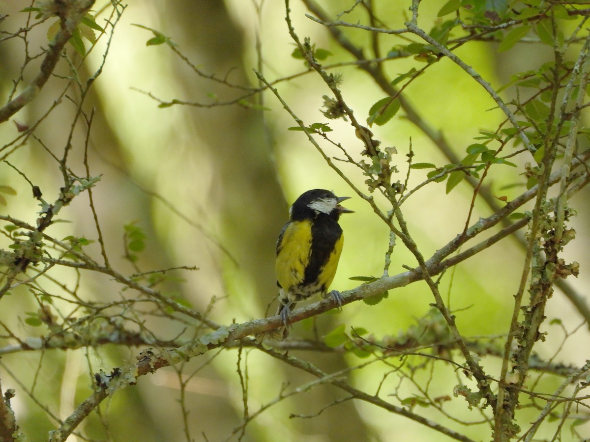 Green-backed Tit - ML621022718