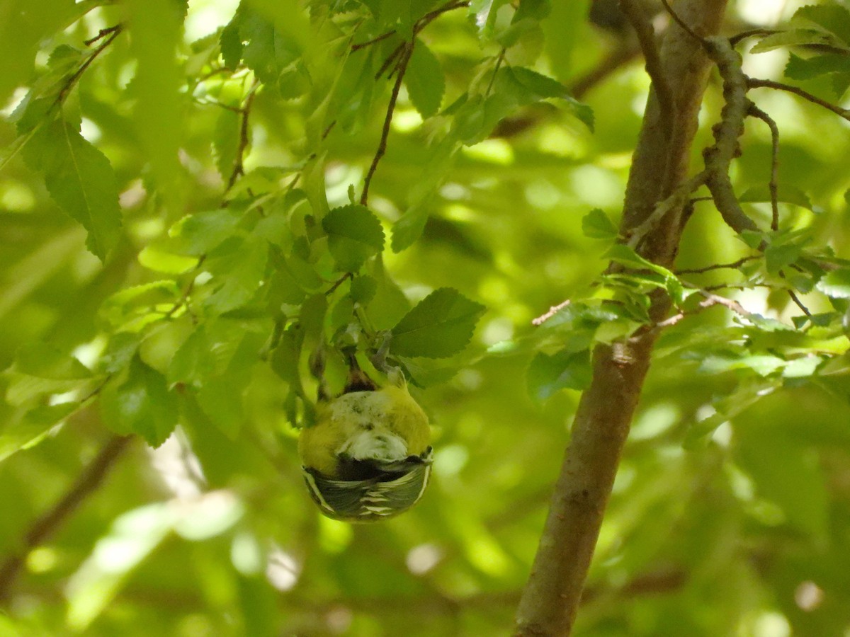Green-backed Tit - ML621022719