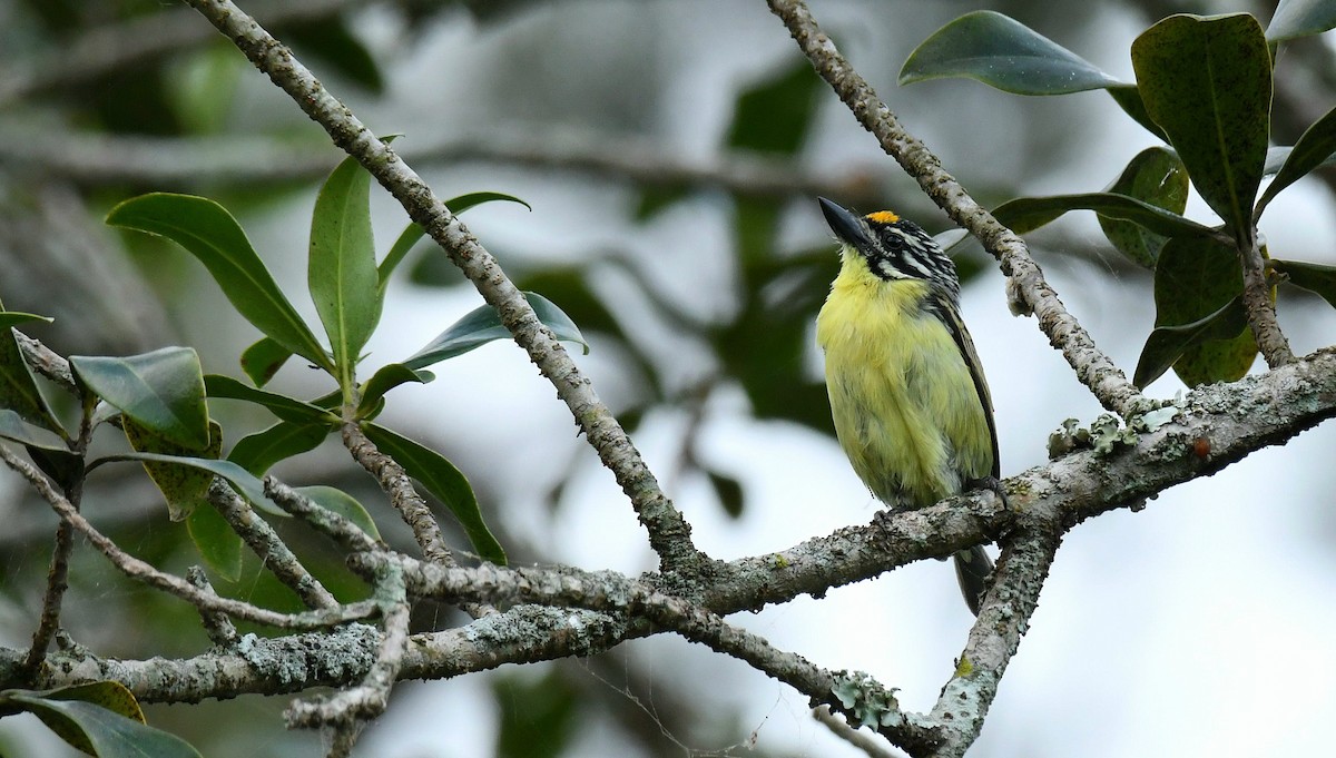 Yellow-fronted Tinkerbird - ML621022757