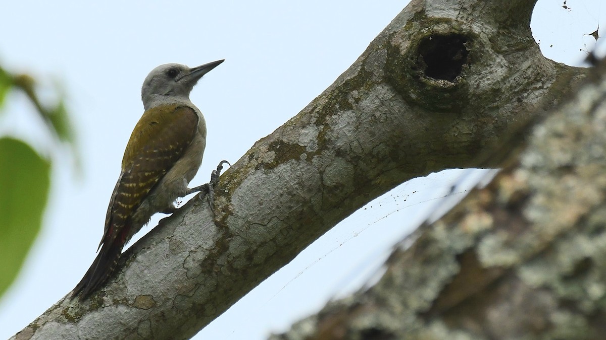 African Gray Woodpecker - ML621022766