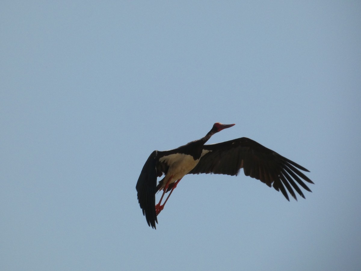 Black Stork - ML621022774