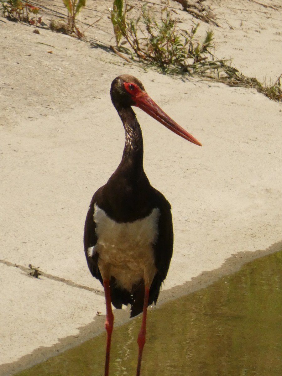 Black Stork - ML621022776
