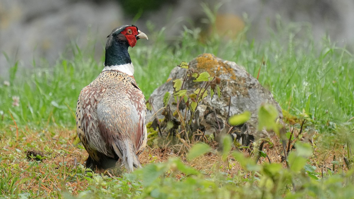 Ring-necked Pheasant - ML621022849