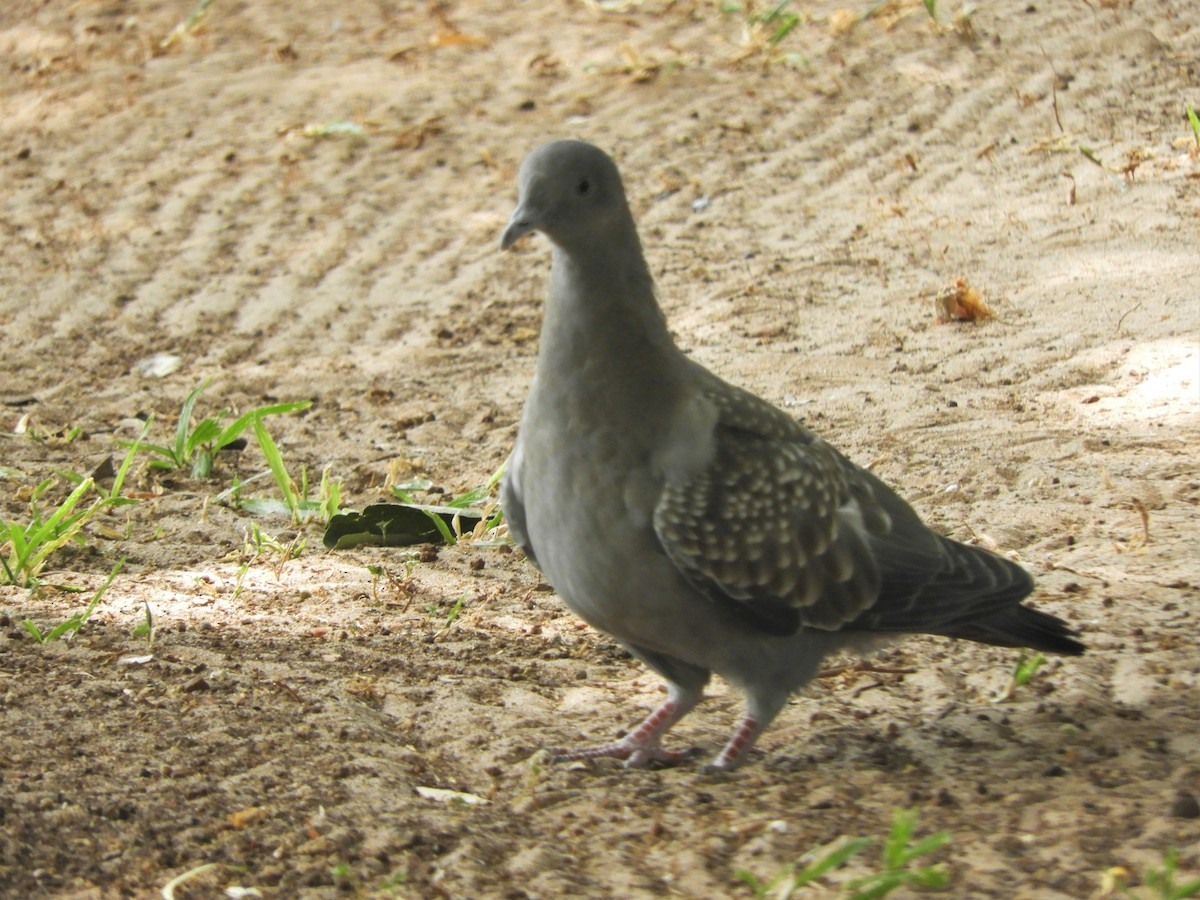 Spot-winged Pigeon - ML621022850