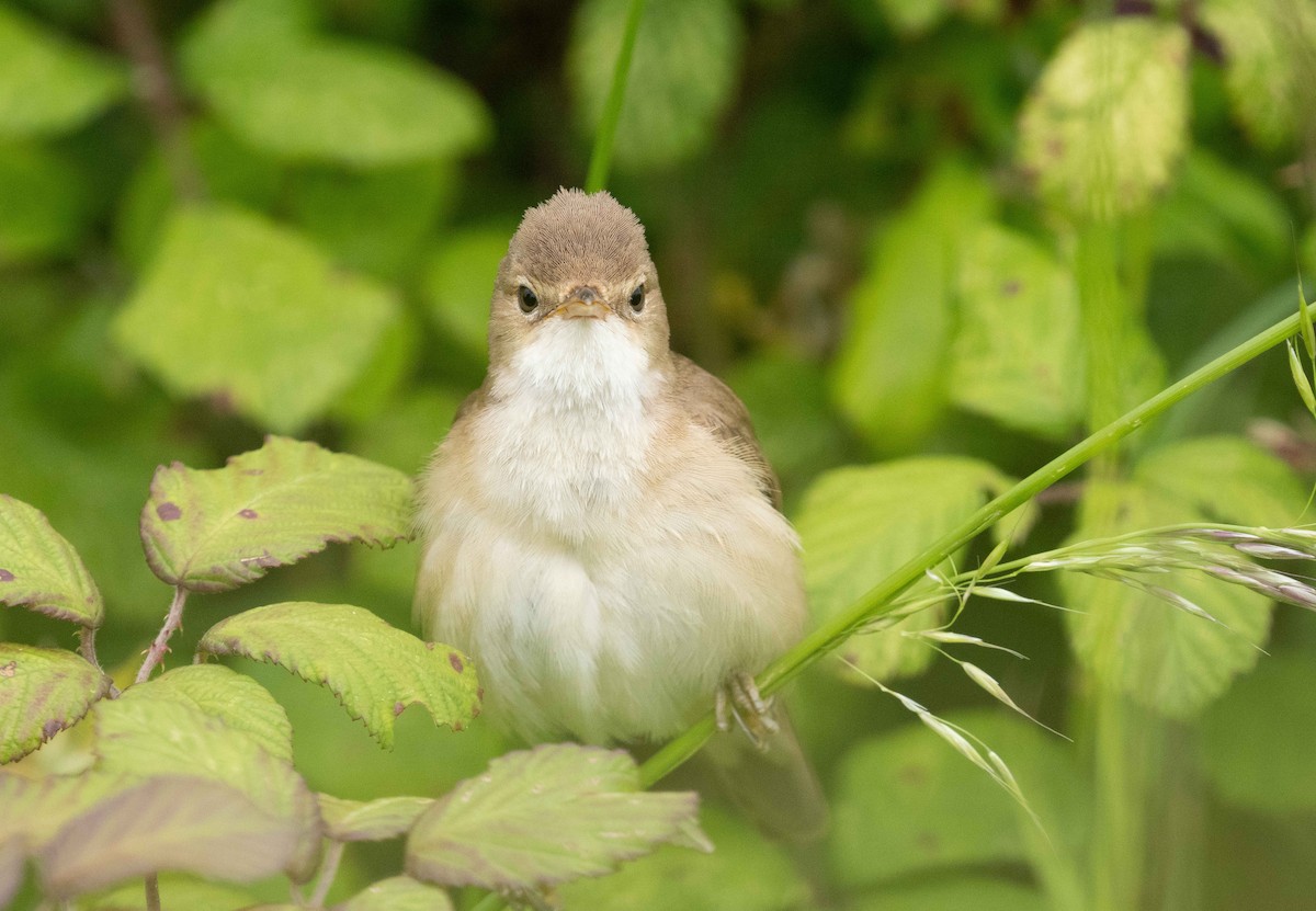Common Reed Warbler - ML621022871