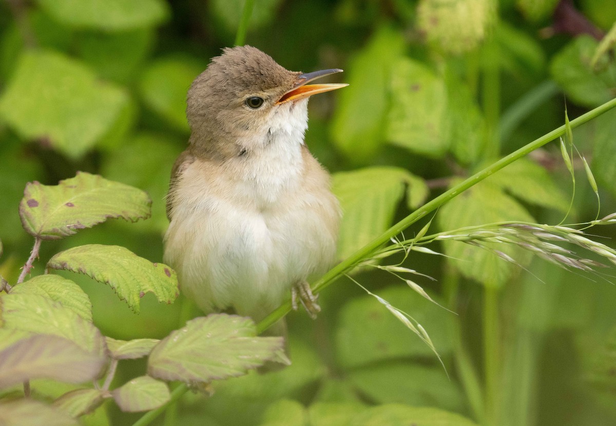 Common Reed Warbler - ML621022873