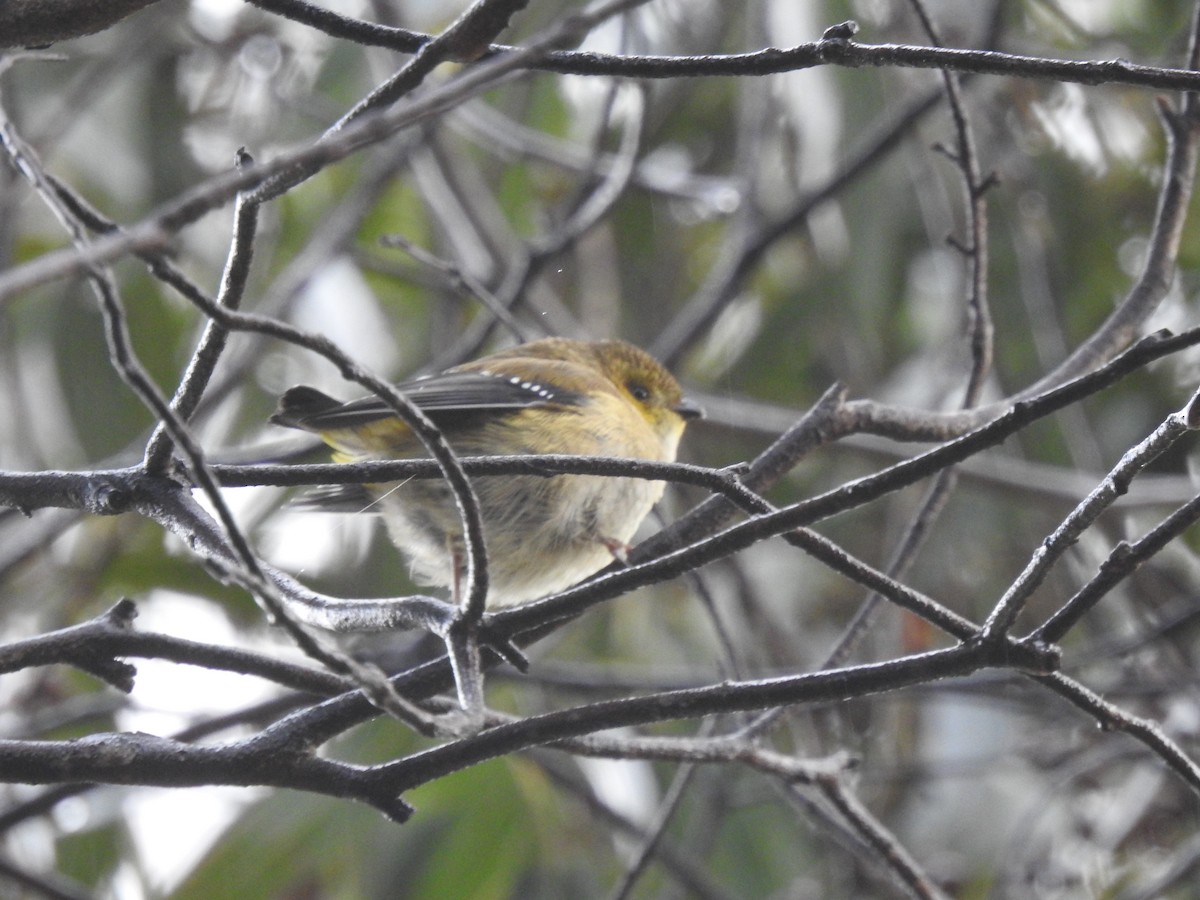 Forty-spotted Pardalote - ML621022880