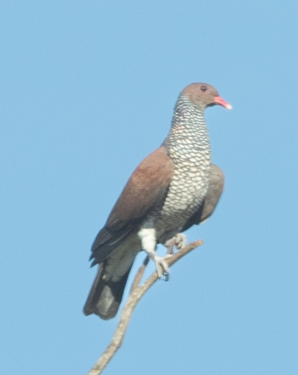Scaled Pigeon - ML621022929