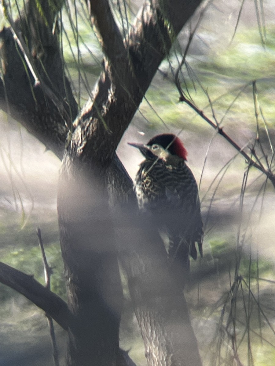 Green-barred Woodpecker - ML621022935