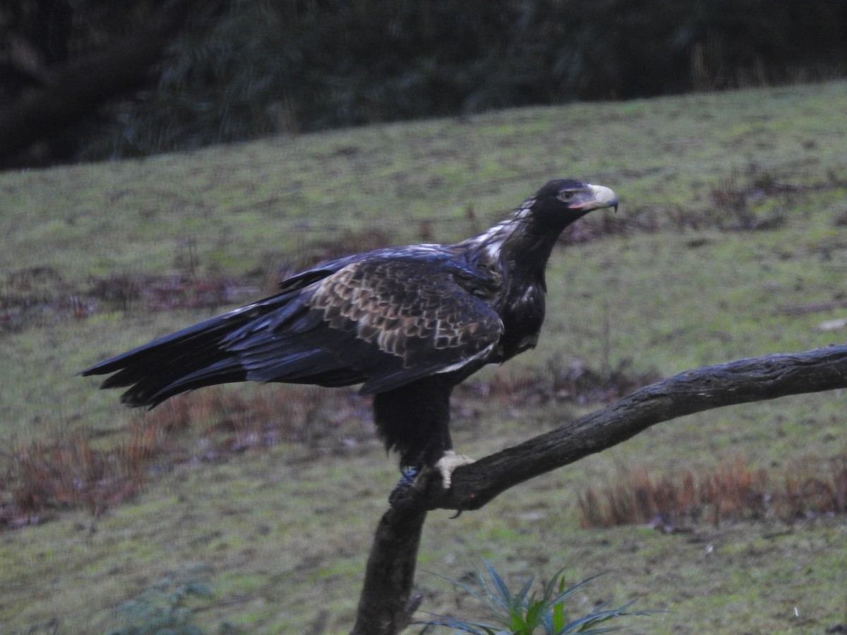 Wedge-tailed Eagle - ML621022956