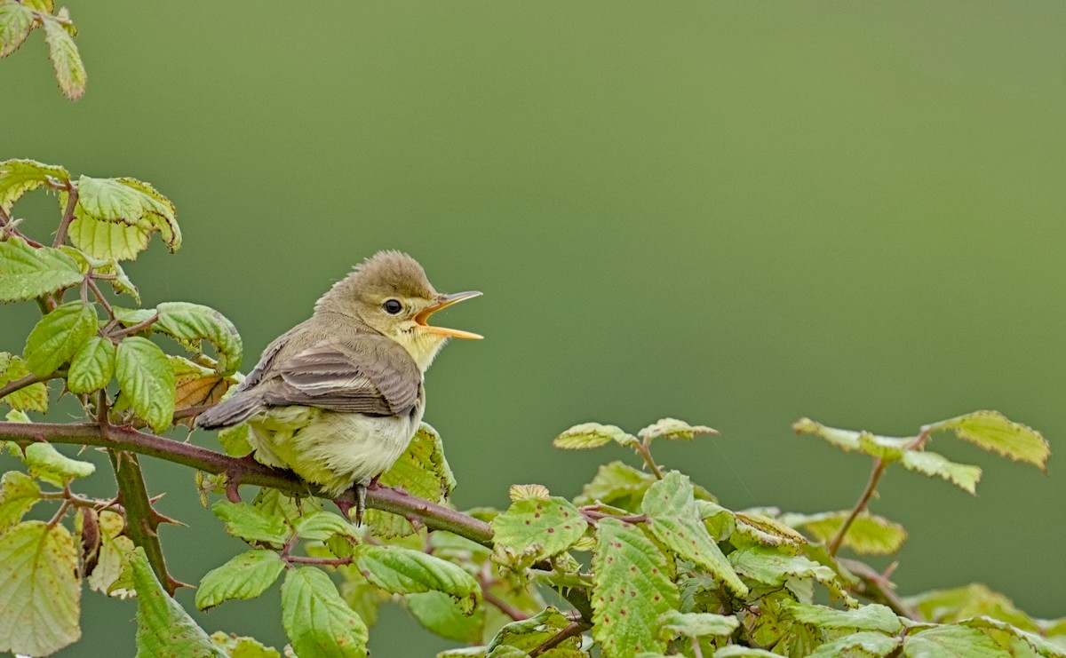 Melodious Warbler - ML621022972