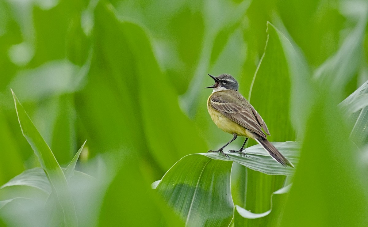 Western Yellow Wagtail - Anonymous
