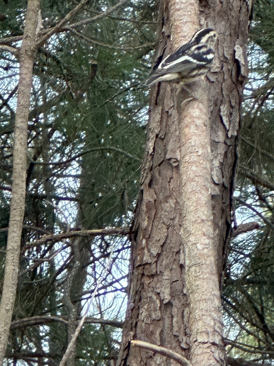 Black-and-white Warbler - ML621023001