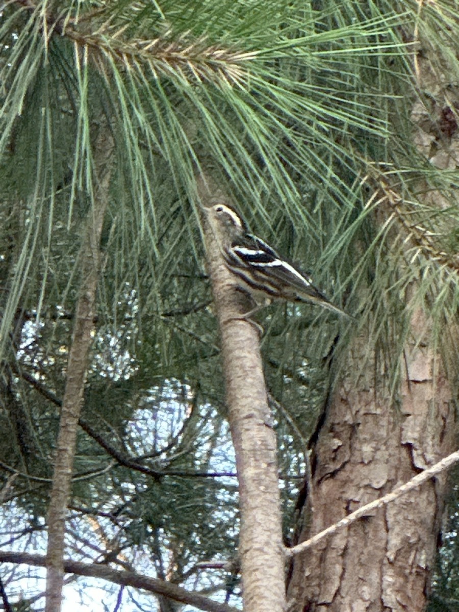 Black-and-white Warbler - Tina Adams