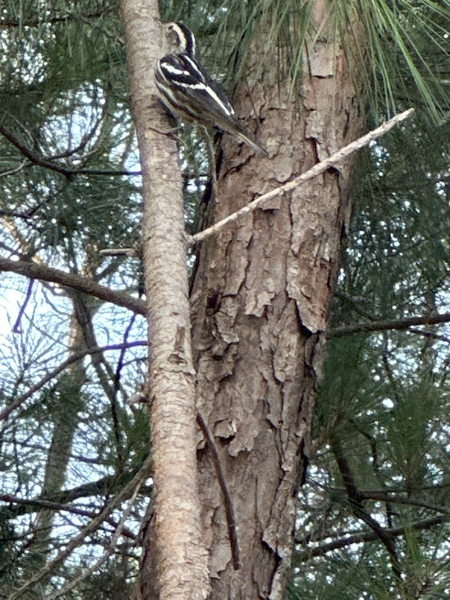 Black-and-white Warbler - ML621023005