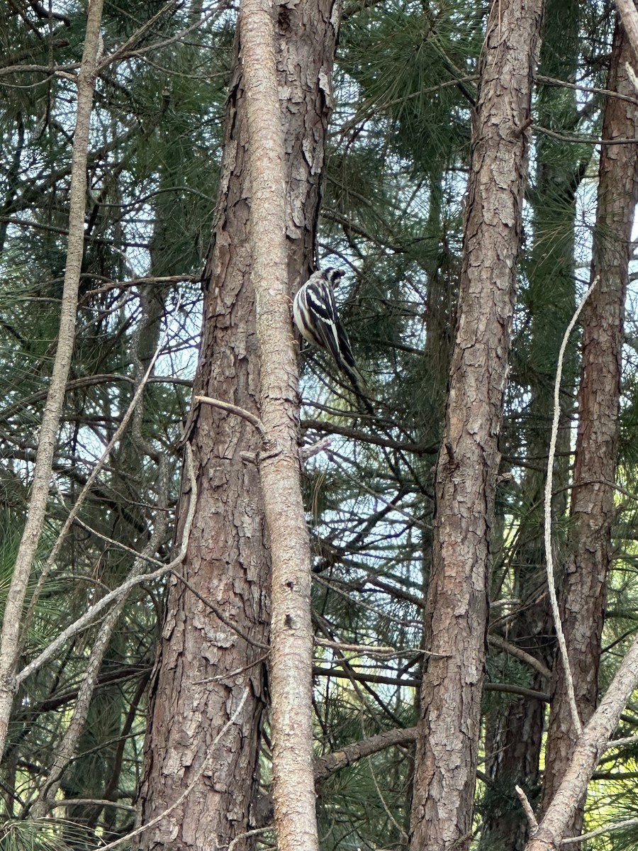 Black-and-white Warbler - ML621023006