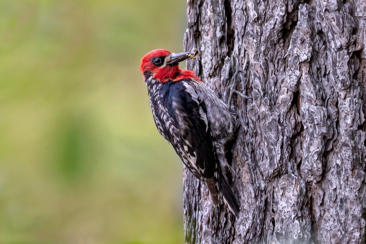 Red-breasted Sapsucker - ML621023015