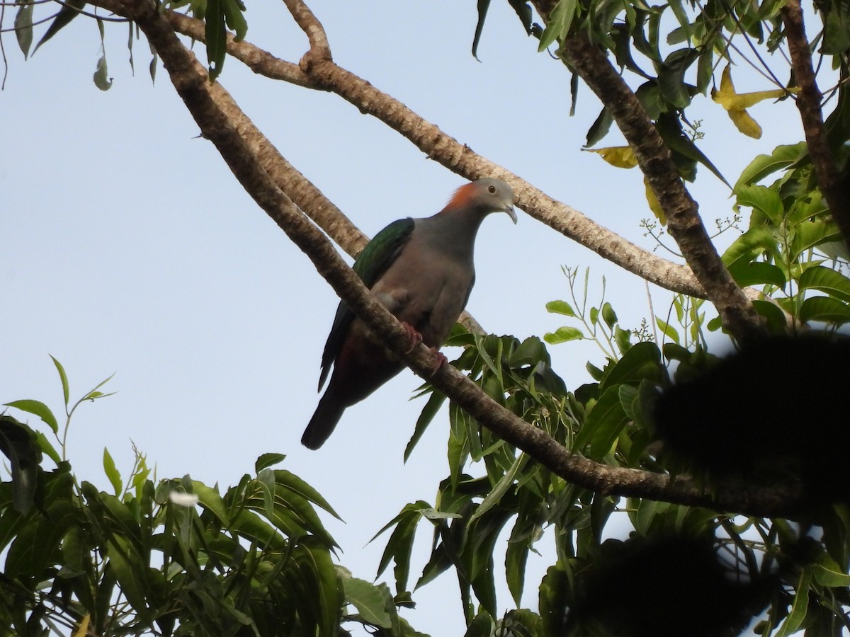 Green Imperial-Pigeon - ML621023024
