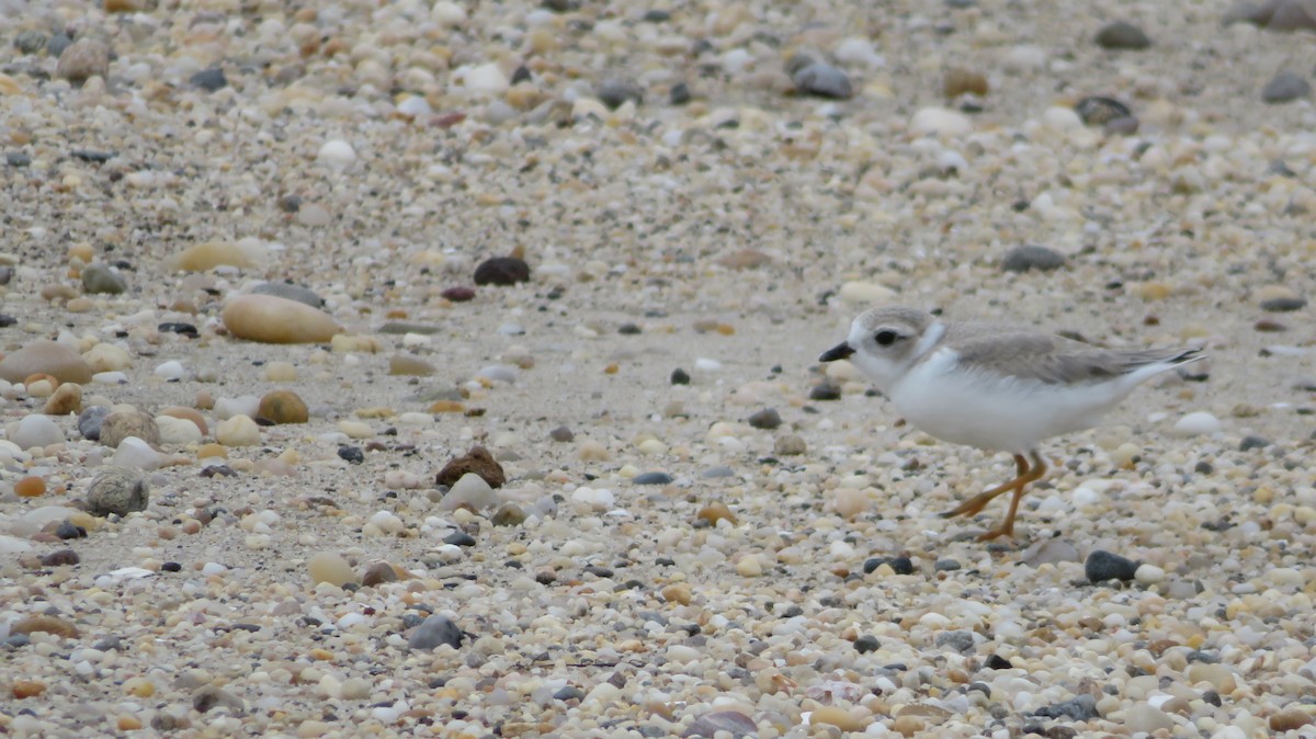Piping Plover - ML621023036