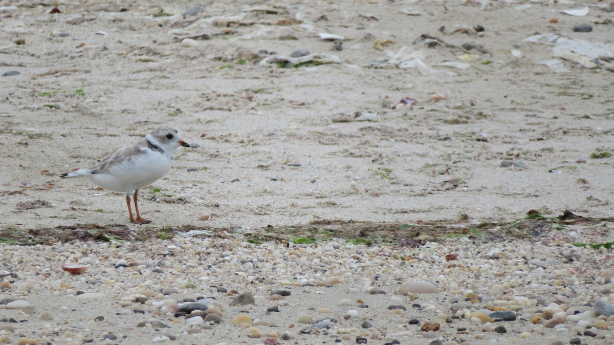 Piping Plover - ML621023037