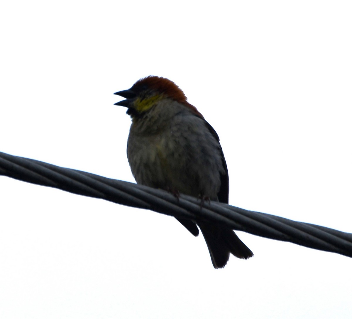 Russet Sparrow - ML621023039