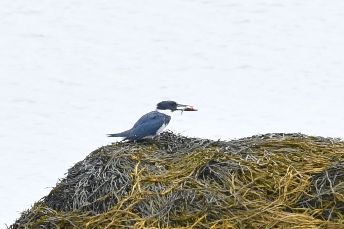 Belted Kingfisher - ML621023045