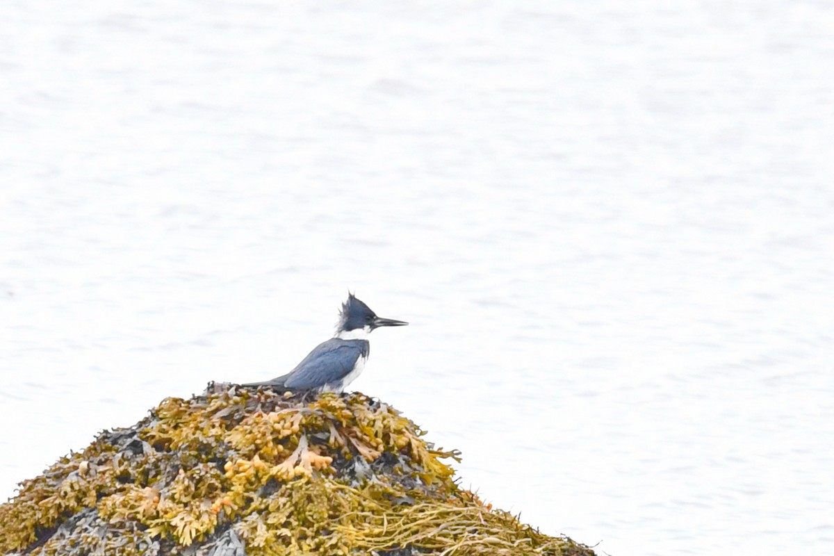 Belted Kingfisher - ML621023046
