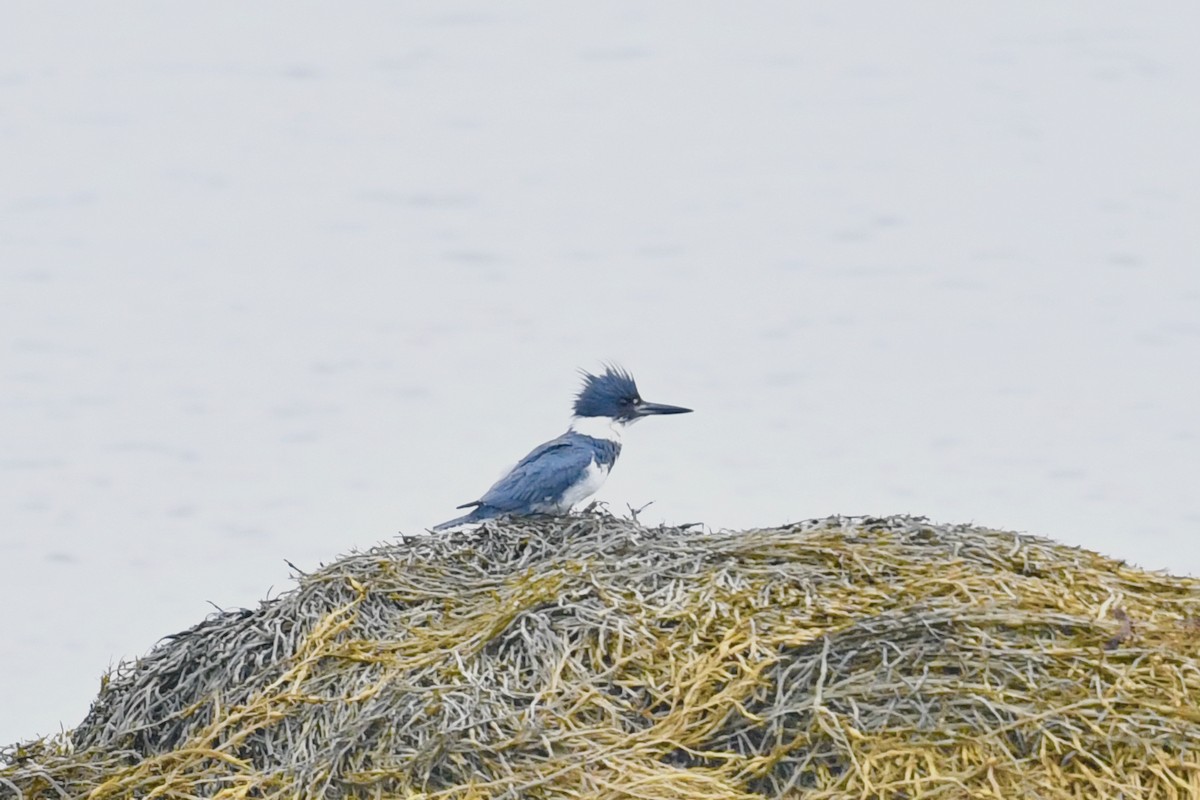 Belted Kingfisher - ML621023047