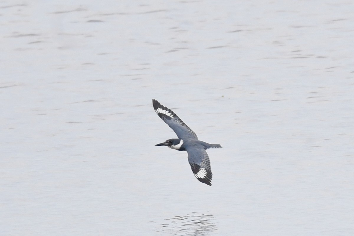 Belted Kingfisher - ML621023048