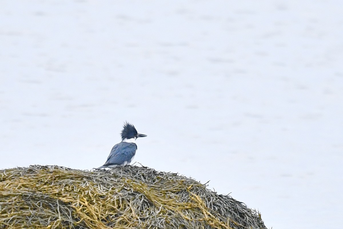 Belted Kingfisher - ML621023049