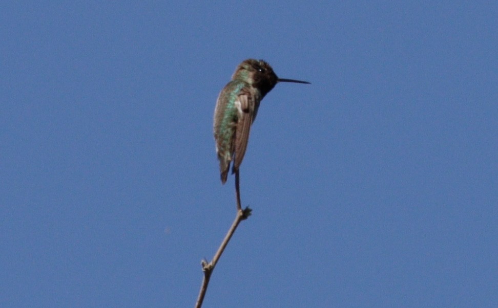 Anna's Hummingbird - ML621023054