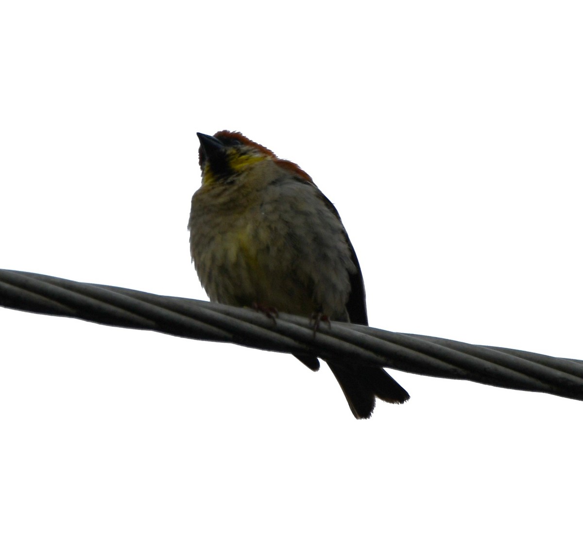 Russet Sparrow - ML621023055