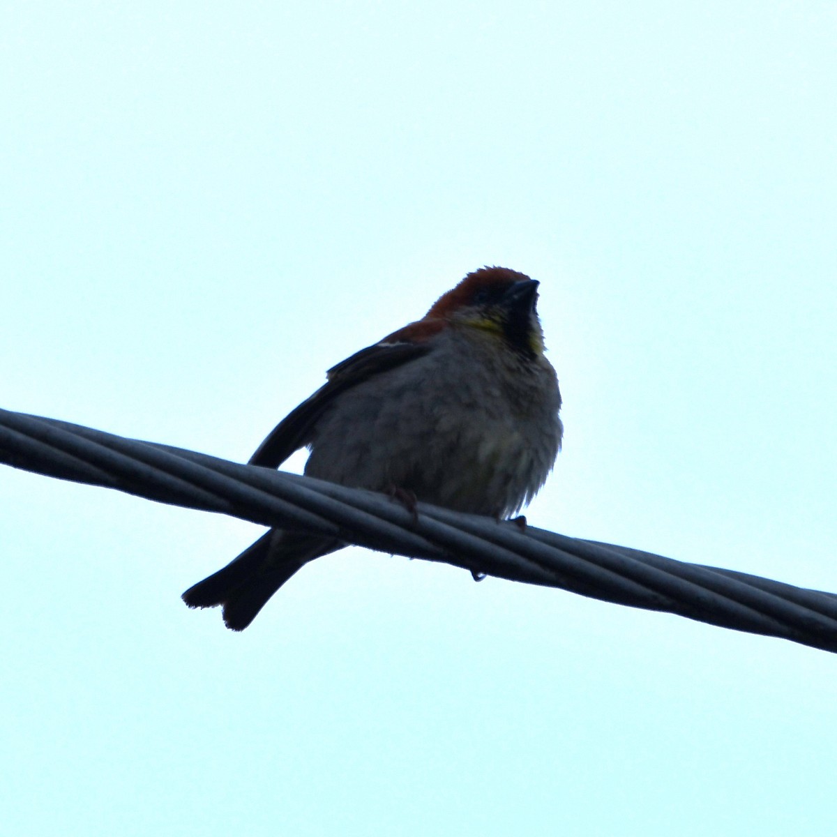 Russet Sparrow - ML621023070