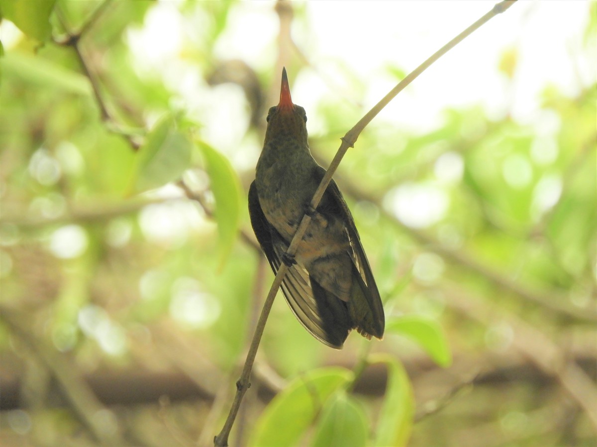 Gilded Hummingbird - ML621023081