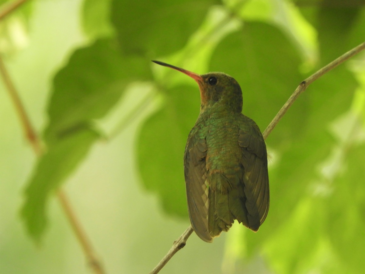 kolibřík zlacený - ML621023082