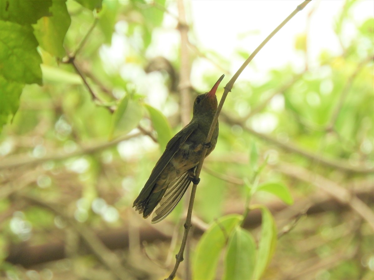 Gilded Hummingbird - Jorge Juan Rueda