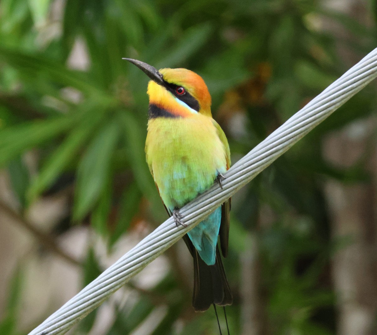 Rainbow Bee-eater - ML621023084