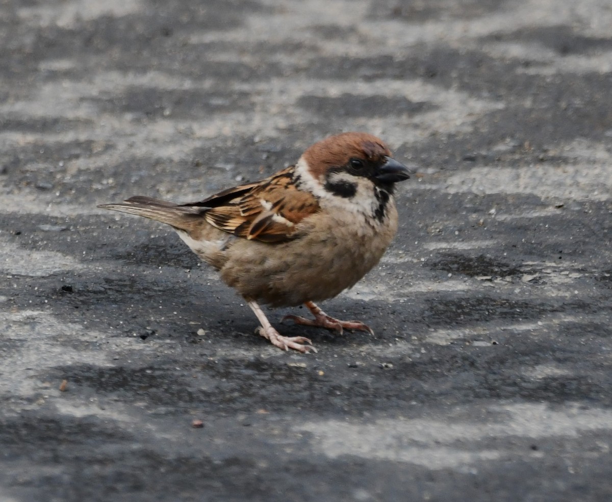 Eurasian Tree Sparrow - ML621023086