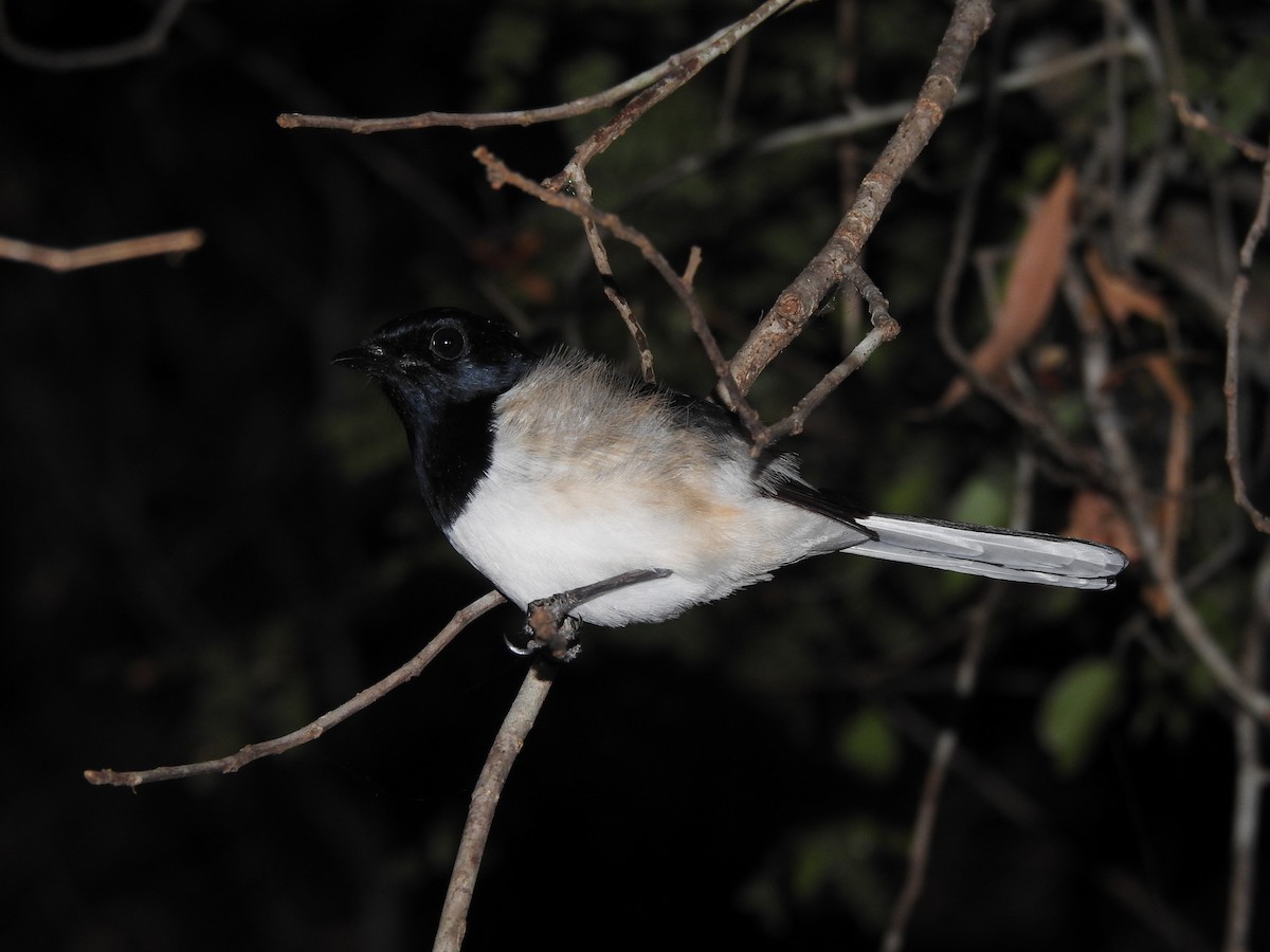 Madagascar Magpie-Robin (White-bellied) - ML621023093