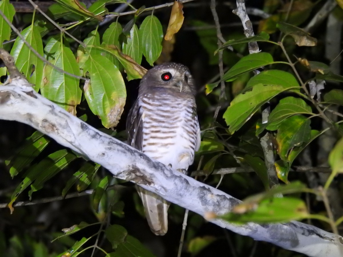 White-browed Owl - ML621023098